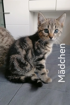 Katze, Kätzchen, Babykätzchen 