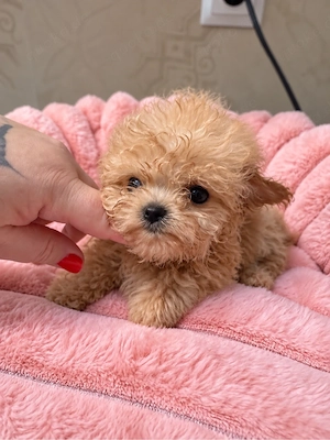maltipoo mini 