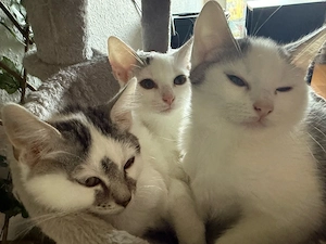katzen kitten