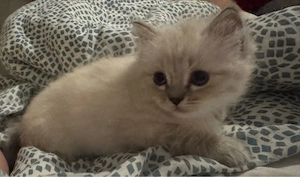 baby kater