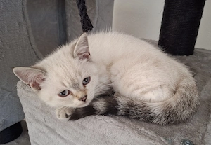 Zwei BKH Kater suchen ihren Herzensplatz auszugsbereit