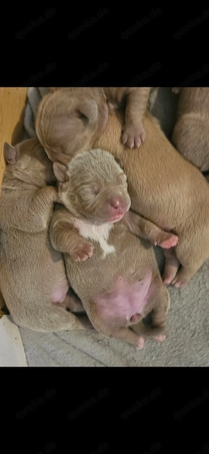 Oeb X American Bully 