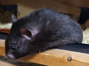 Junge Goldhamster 