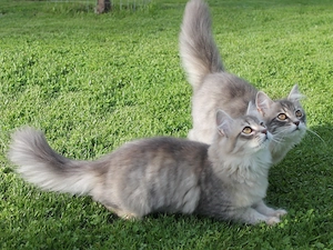 Sibirische Waldkatze Kitten sofort abgabebereit