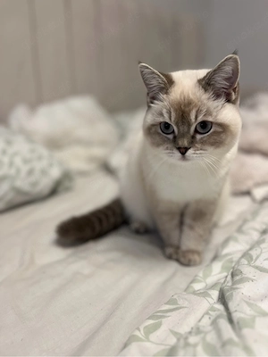 Wunderschöner BKH Kater abzugeben 