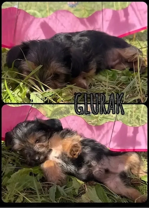 yorkshire terrier welpen mix