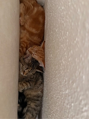 BKH Mix Kitten