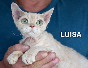 Devon Rex Mädchen Luise und Goldie gegen eine Schutzgebühr ( altern. Sphynx) 