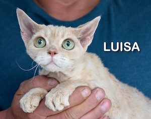 Devon Rex Mädchen Luise und Goldie gegen eine Schutzgebühr ( altern. Sphynx) 