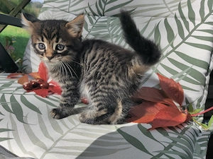 Verschmuster Monty Cashmere Bengal x Mainecoon 