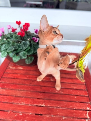 Abessinier Kitten mit Stammbaum Abholbereit 