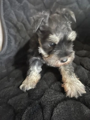 Cute Schnuazer Puppies 