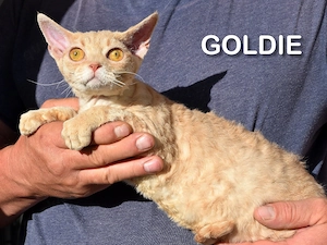 Devon Rex Mädchen Luise und Goldie gegen eine Schutzgebühr ( altern. Sphynx) 