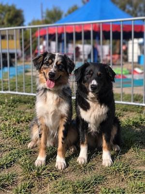    Australian Shepherd Deckrüde gesucht   