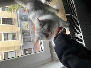 Verschmuste Perserkatze 