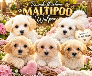 Maltipoo welpen 