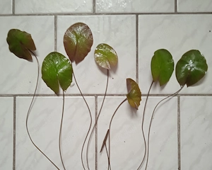 Roter Tigerlotus (Nymphaea lotus rubra) ca. 30 bis 60 cm, momentan 8 Blätter