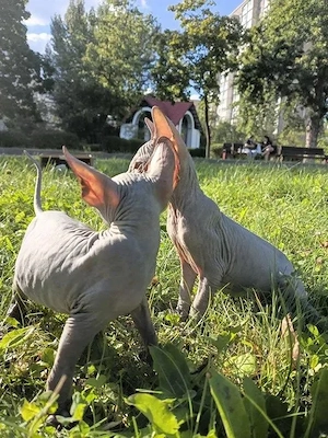 Sphynx-Kätzchen suchen ein liebevolles Zuhause