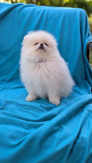 Pomeranian Zwergspitz Rüde 