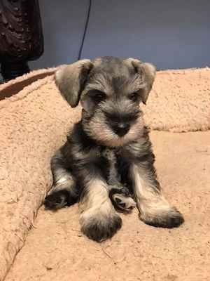 Cute Schnuazer Puppies 