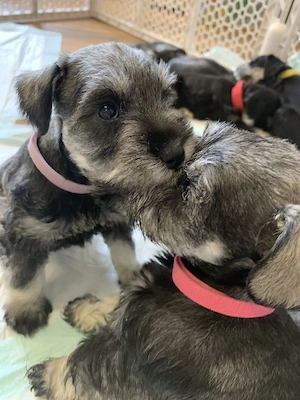 Schnauzer Puppies For Sale 