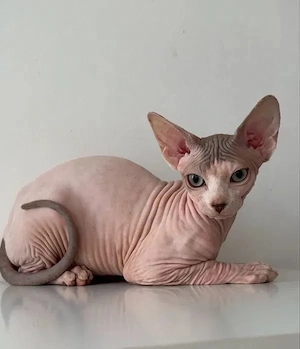 Kleine Sphynx-Kätzchen suchen ihre Menschen