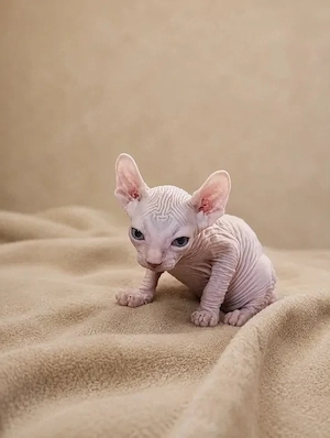 Wir suchen liebevolle Familien für unsere Sphynx-Kätzchen