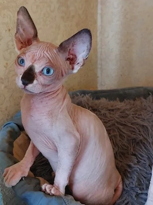 Einige unserer kleinen Sphynx-Kätzchen warten noch auf ihr neues Zuhause