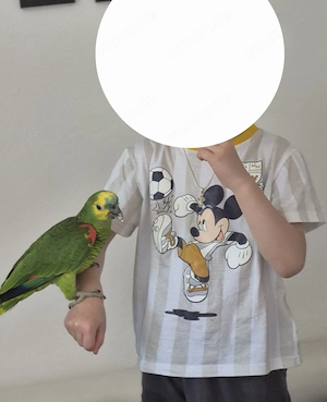 Zahme Blaustirnamazone, 2 Jahre alt, mit Papieren 