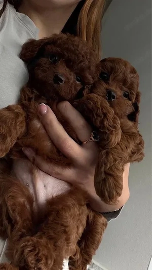 Liebevolle Maltipoo Welpen suchen ein neues Zuhause