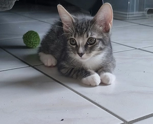Katzenbaby Abzugeben