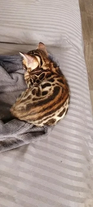 Bengal-Kätzchen suchen liebevolle Familien