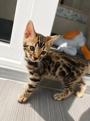 Unsere kleinen Bengalen möchten ihre zukünftigen Besitzer kennenlernen