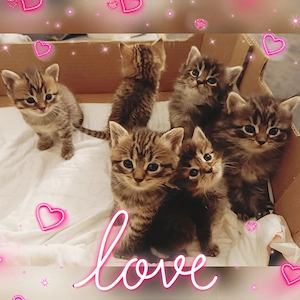   Nur noch 3 wunderschöne BKH-Kitten suchen ein Zuhause   
