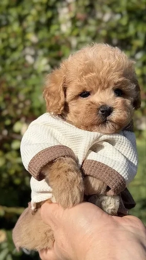 Maltipoo (3 Monate)