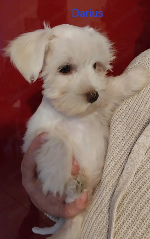 Amerik.Miniaturschnauzer Toy und Zwerg mit.Pap.
