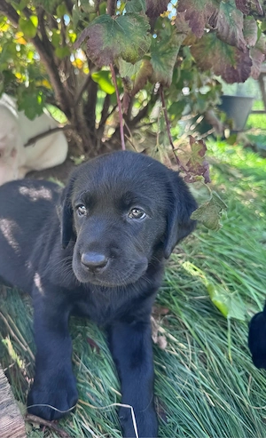 Herzensbrecher auf vier Pfoten: Labrador-Welpen suchen ihr Zuhause   