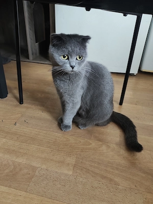 Liebevolle British-Kurzhaar-Katze sucht ein ruhiges Zuhause 