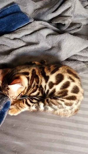 Einige kleine Bengalen warten noch auf ihre Familien
