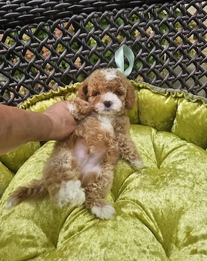 teddy teacup pudel welpe sucht eine neue familie