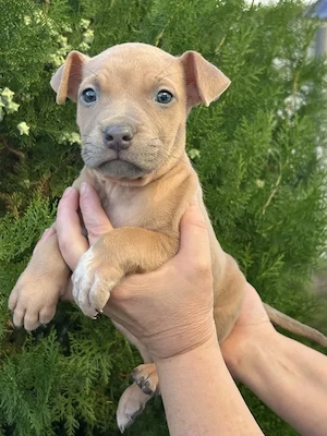 American-Staffordshire-Terrier