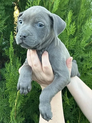 American-Staffordshire-Terrier