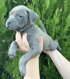 American Staffordshire Terrier Welpen suchen ein liebevolles Zuhause