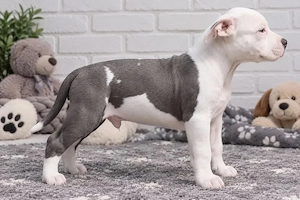 American Staffordshire Terrier Welpen   verschiedene Farbtöne