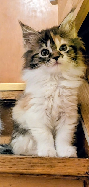 Maine Coon Kitten 