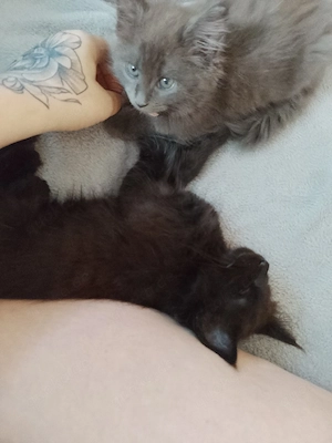 Ragdoll Main coon kitten suchen ein Zuhause