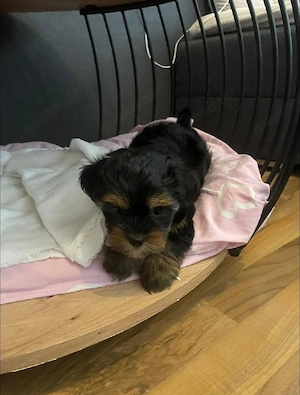 malteser-shih-tzu mix