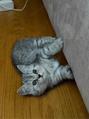 BKH Kitten Katzenbaby Abgabebereit 