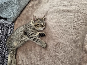 Kleinerkater 