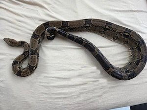 Boa Constrictor imperator 0.1